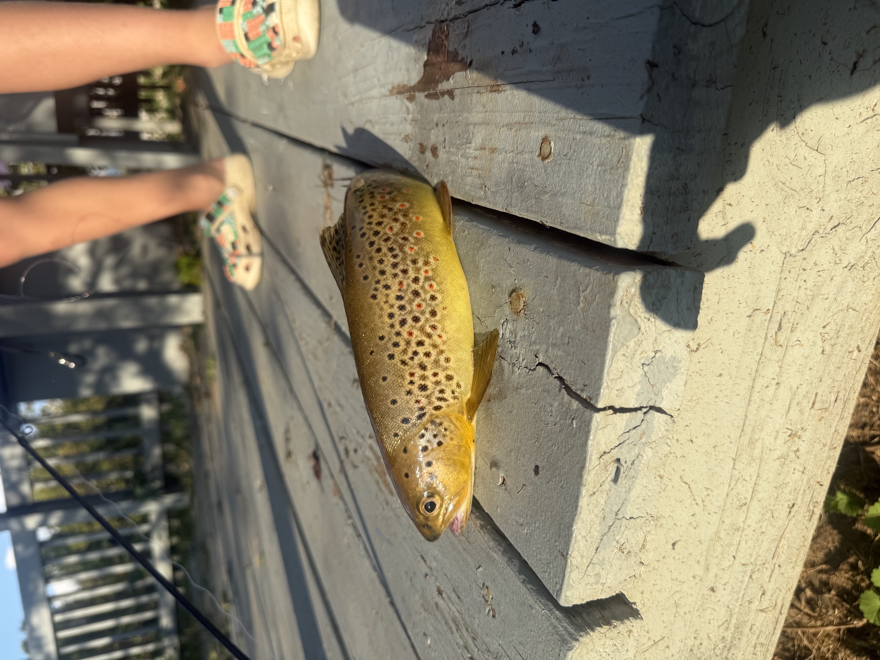Brown trout on the dock, 22 August 2026