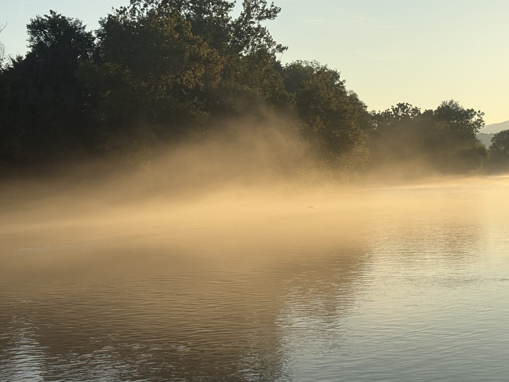 Morning mist on the Watauga, trees in first light