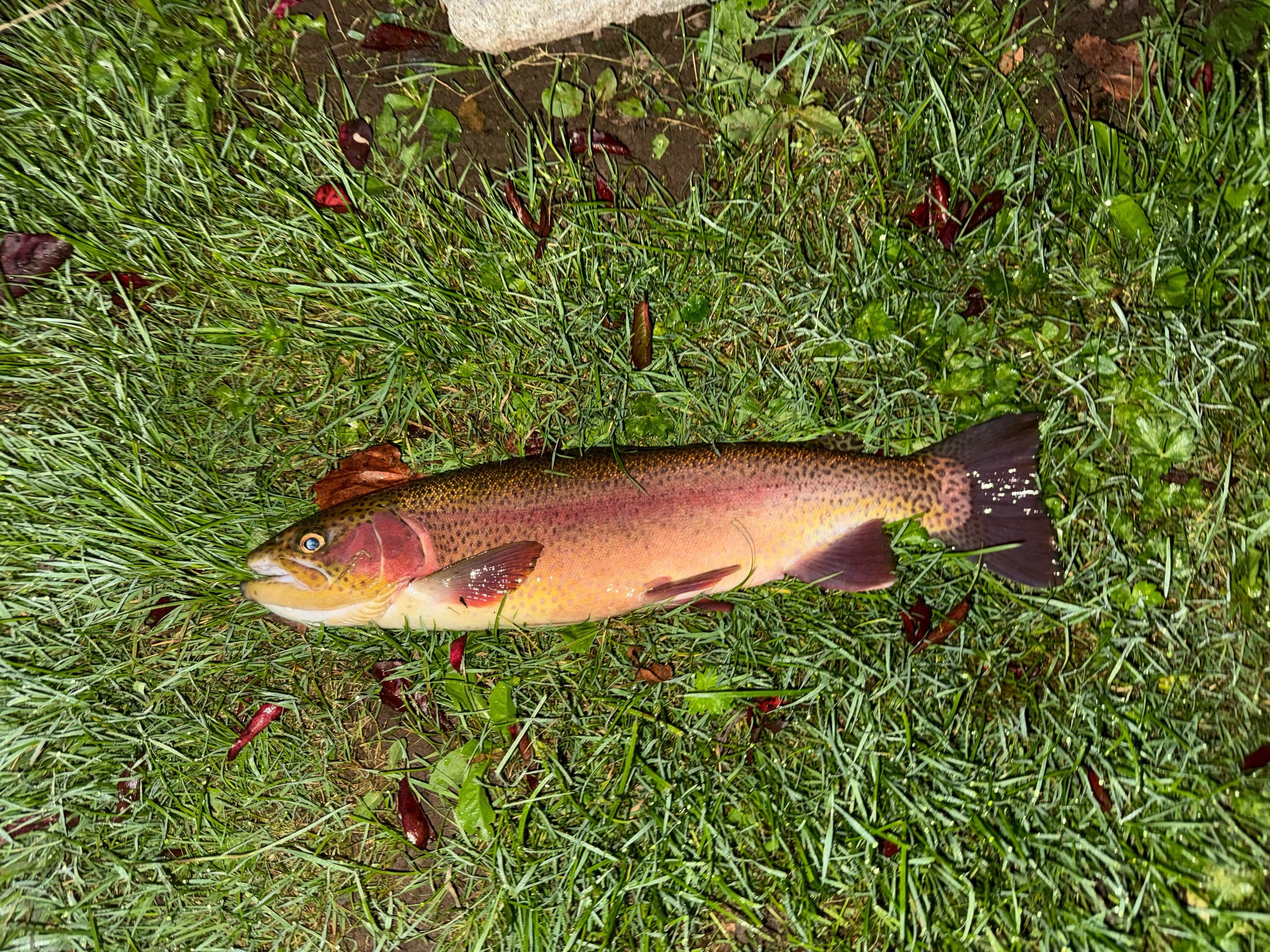 Rainbow trout on the grass, Off the Dock