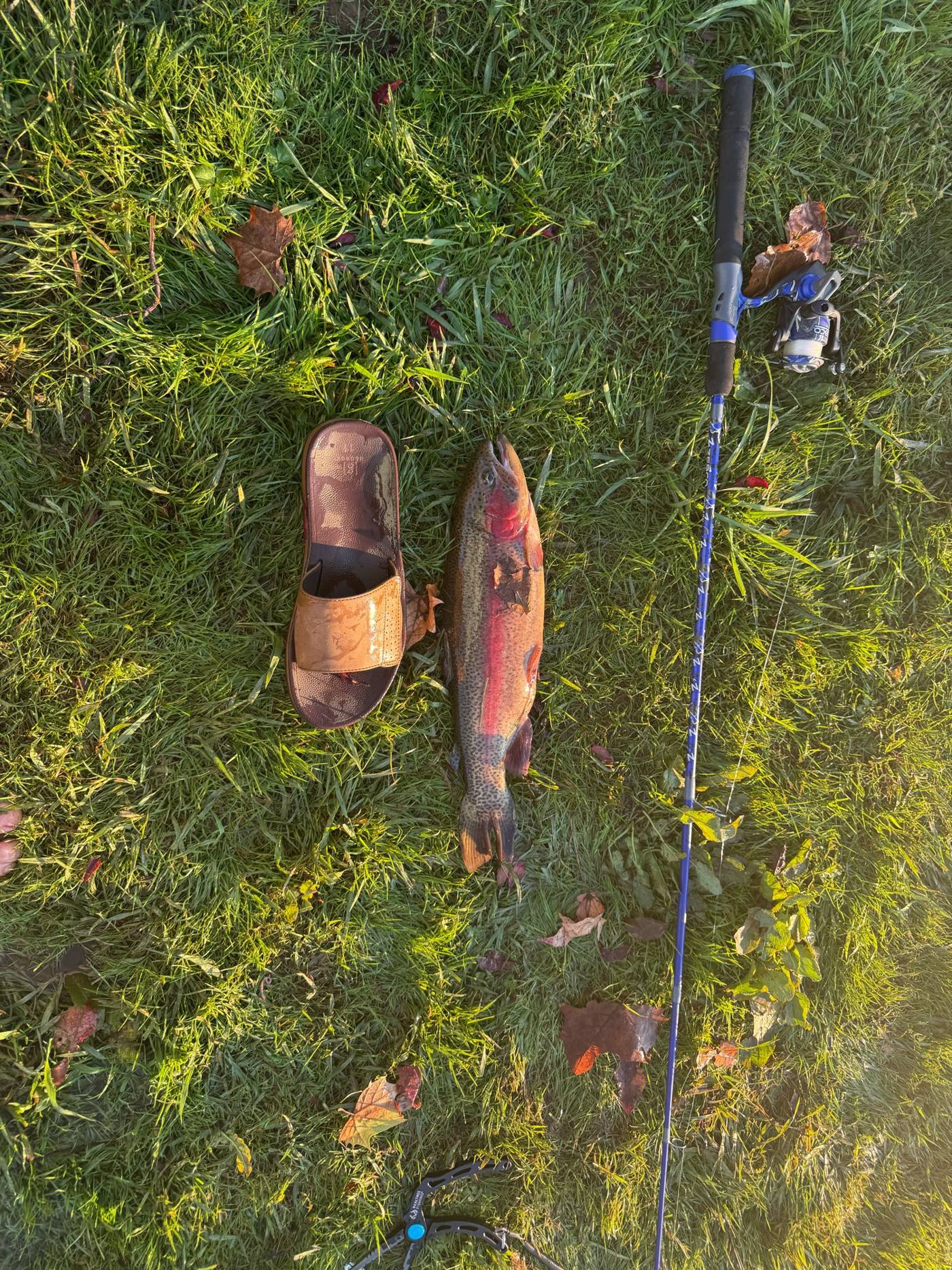 Rainbow trout on the grass next to a size 11 sandal and blue rod, caught off the dock